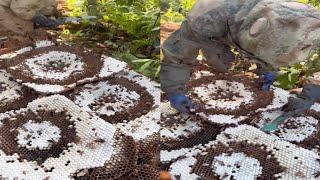 Farmers harvest a lot of bees, really good