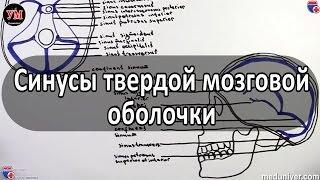 Синусы твердой мозговой оболочки - meduniver.com