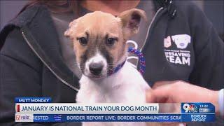 January is 'National Train Your Dog' month