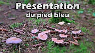 Le pied bleu, ce très bon champignon !