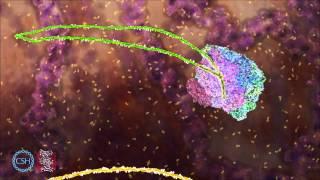 RNA Splicing