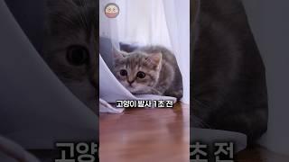 고양이 급발진 연구 #고양이 #cute #cutecat