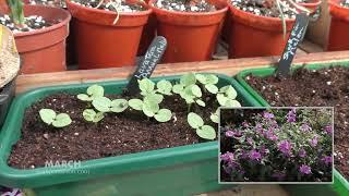 Sean's Allotment Garden 2017