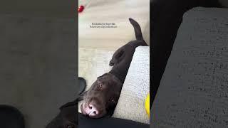 Soul dog forever  #funnydog #puppy #retreiver #dogmom #labrador