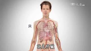 只能肝臟能處理糖!!