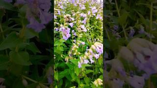 lush green valley #nature #flowers  #youtubeshorts #reels