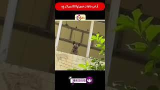 أرعب حاجات صورتها الكاميرات ج5