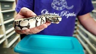 So, you want to make a reptile YouTube channel?