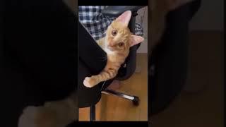 Funny orange cat behavior