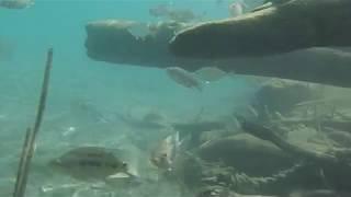 【活魚市場】 河口的六帶鯵