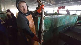 Sakhalin sturgeon (Acipenser mikadoi). 2015 generation valuation. Konakovo, Russia. 22.11.2023