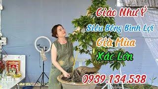 13/3Giảo Như Ý,Siêu Bông Bình LợiXác Lớn,Già Mùa️0939.134.538Trang