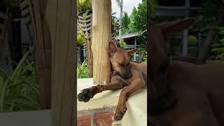 Traveller and his Dog - ASMR Aesop Fable