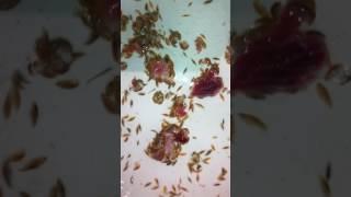 Brighton Beach "Critters" Swarm For Meat After Feasting on Teen's Leg
