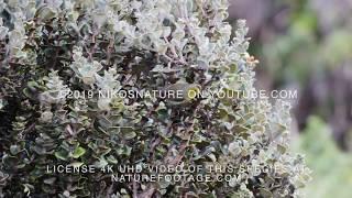 Maui Alauahio (Paroreomyza montana) Hawaiian Honeycreeper 4k video