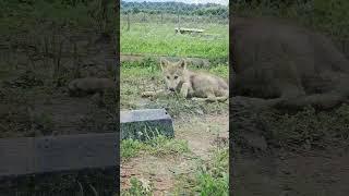 A puppy of a rare polar wolf from Yakutia! #animals #wolf #puppy