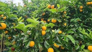 ALL My CITRUS Trees In Spring - How Many Can You Count?