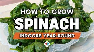 How To Grow Spinach Indoors Year-Round with Grow Lights - Complete Indoor Gardening Guide