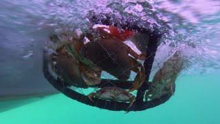  Crab Tough, Fish Tough    #fishtough