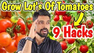 9 Hacks Grow Tomatoes from seeds, How to Grow Tomatoes at home