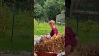 Wheelbarrow Ride  Chamberlin Family Farms #farmkids #dadslife #farming #homesteading