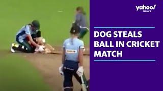 Awkward moment dog steals ball during cricket match | Yahoo Australia