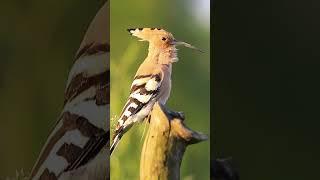 Bird Sounds - The Hoopoe Calling 'hoopoopoo' #shorts