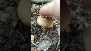 Finding Lycoperdon Puffballs “Wolf Farts” in Vermont