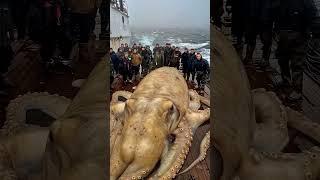 Огромный осьминог изверг фонтан воды