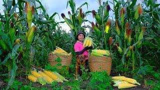 Harvesting American Corn Garden with Many Fruits Goes To Market Sell - Cooking, Farm | Tieu Lien