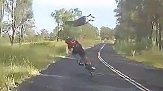 Kangaroo crashes into cyclist in Queensland