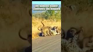 Baboon vs Leopard