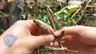 ORQUÍDEA MORRENDO SEM RAIZ? ISSO VAI FAZER ELA ENRAIZAR RÁPIDO!!!