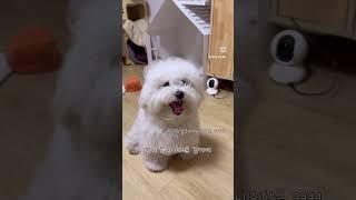 짧은다리로도 열심히 움직이는 솜뭉치 #강아지 #pets #puppy #강아지쇼츠 #cutedog #강아지일기 #cute #귀여운강아지 #반려견 #멍멍이