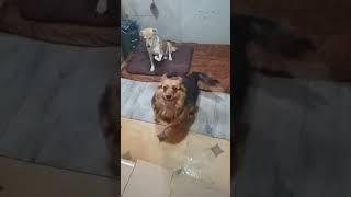 Наши собачки    #собака #dog #животные #cats #кот #cat #dogs #питомец