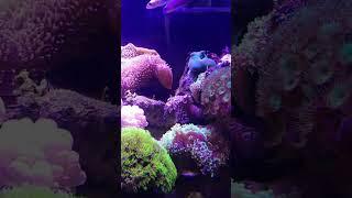miniscape #miniscape #aquascape