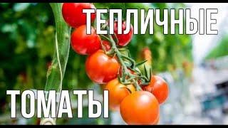 Тепличные томаты | Уход за помидорами в теплице | Как ухаживать за томатами в теплице | ПЛАНЕТА АГРО