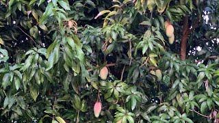 Sohel’s tropical fruit garden in Orlando Florida