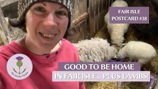 Fair Isle Postcard #38: Good to Be Home in Fair Isle... plus lambs!