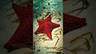 Why Starfish Can Survive Without Arms! #shorts