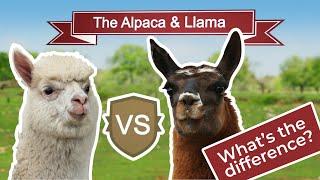 The Surprising Differences Between Llamas and Alpacas!