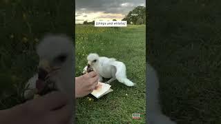 Baby Eagle Chick Takes Its First Steps #shorts