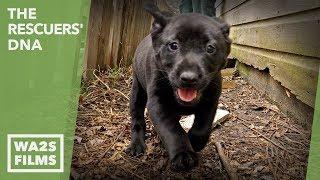 Abandoned Puppies Rescued Under Garage + Happy Update! The Rescuers' DNA - Hope For Dogs | My DoDo