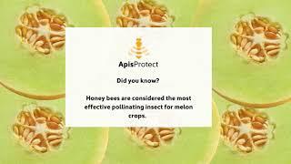 How important are bees to pollination? - ApisProtect- World pollinator Week