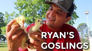 Meet Ryan's Goslings