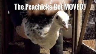 Peacocks & Chickens living together on a homestead | Peachicks BIG Move