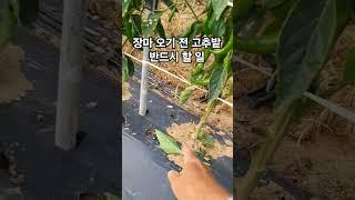 장마 오기 전 고추밭 반드시 해야할 일