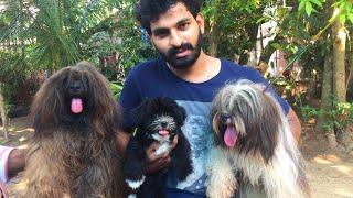 || Lhasa Apso dog || നായ വളർത്തൽ success Vlog