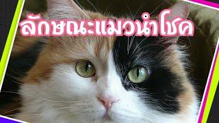 ลักษณะแมวนำโชค | Cat story