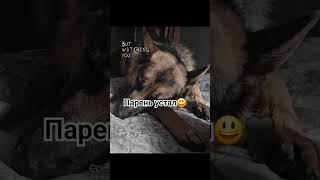 Скай устал так, что даже нет сил залезть на кровать #germanshepherd #sky #суперсобака